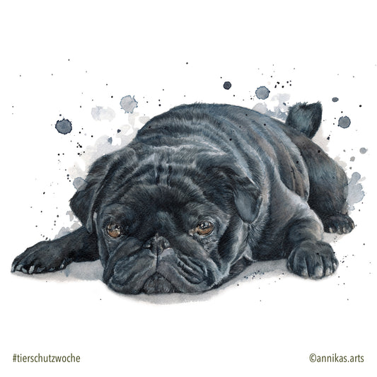 Tierschutzwoche Tag 1 - Qualzuchten