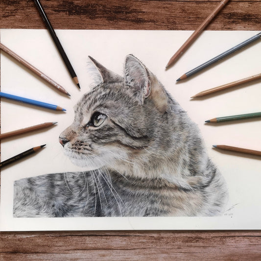 Kissa