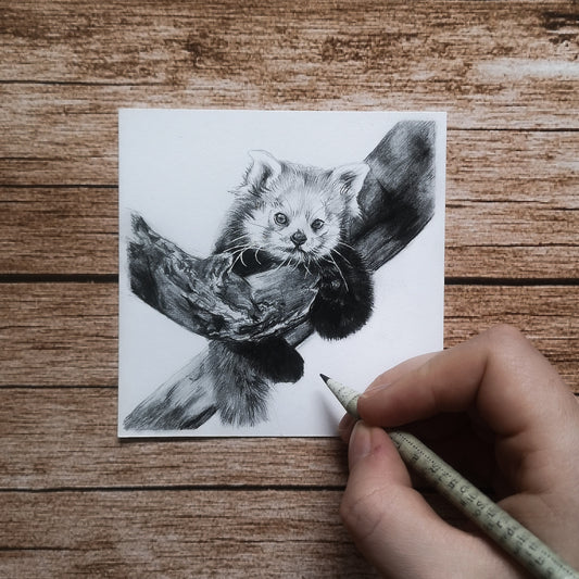 Roter Panda