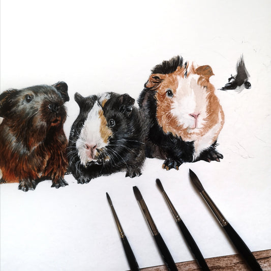Meerschweinchen