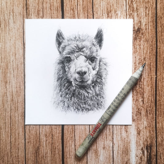 Mini Alpaca