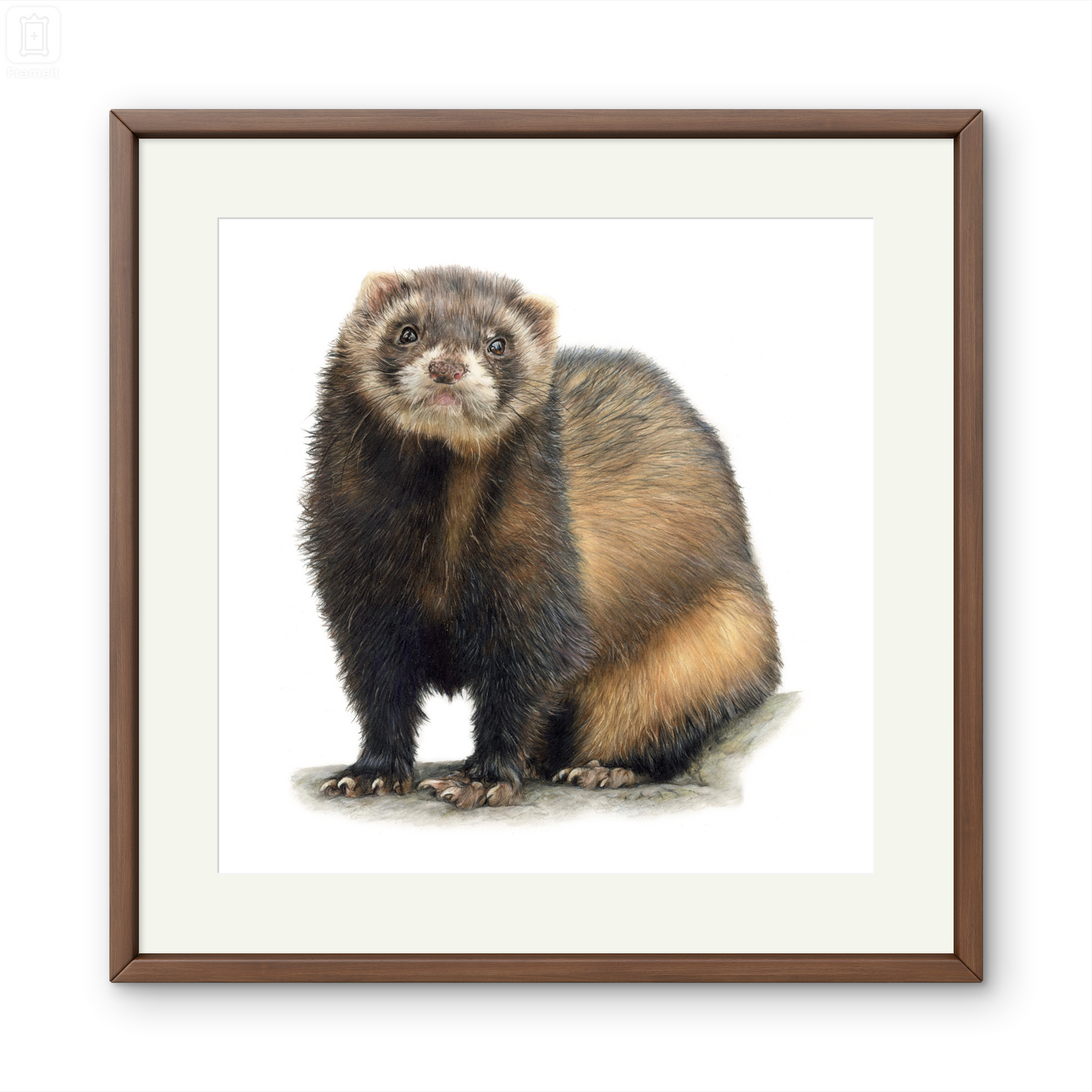 Original Buntstiftzeichnung „Mottie"