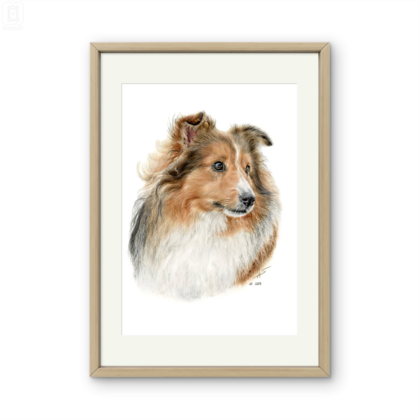 Original Buntstiftzeichnung „Sheltie"