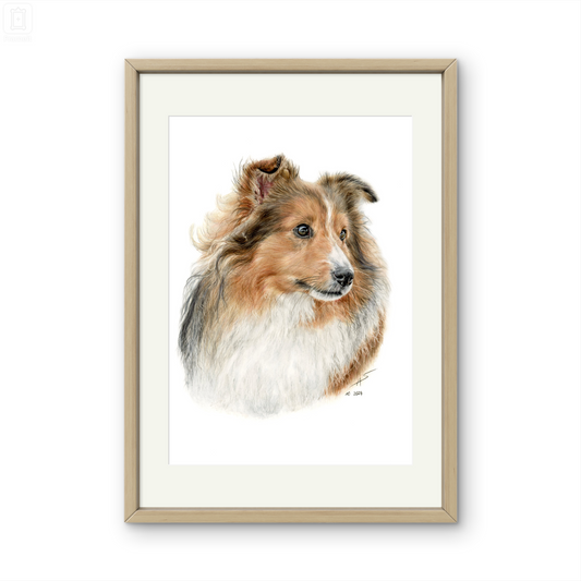 Original Buntstiftzeichnung „Sheltie"