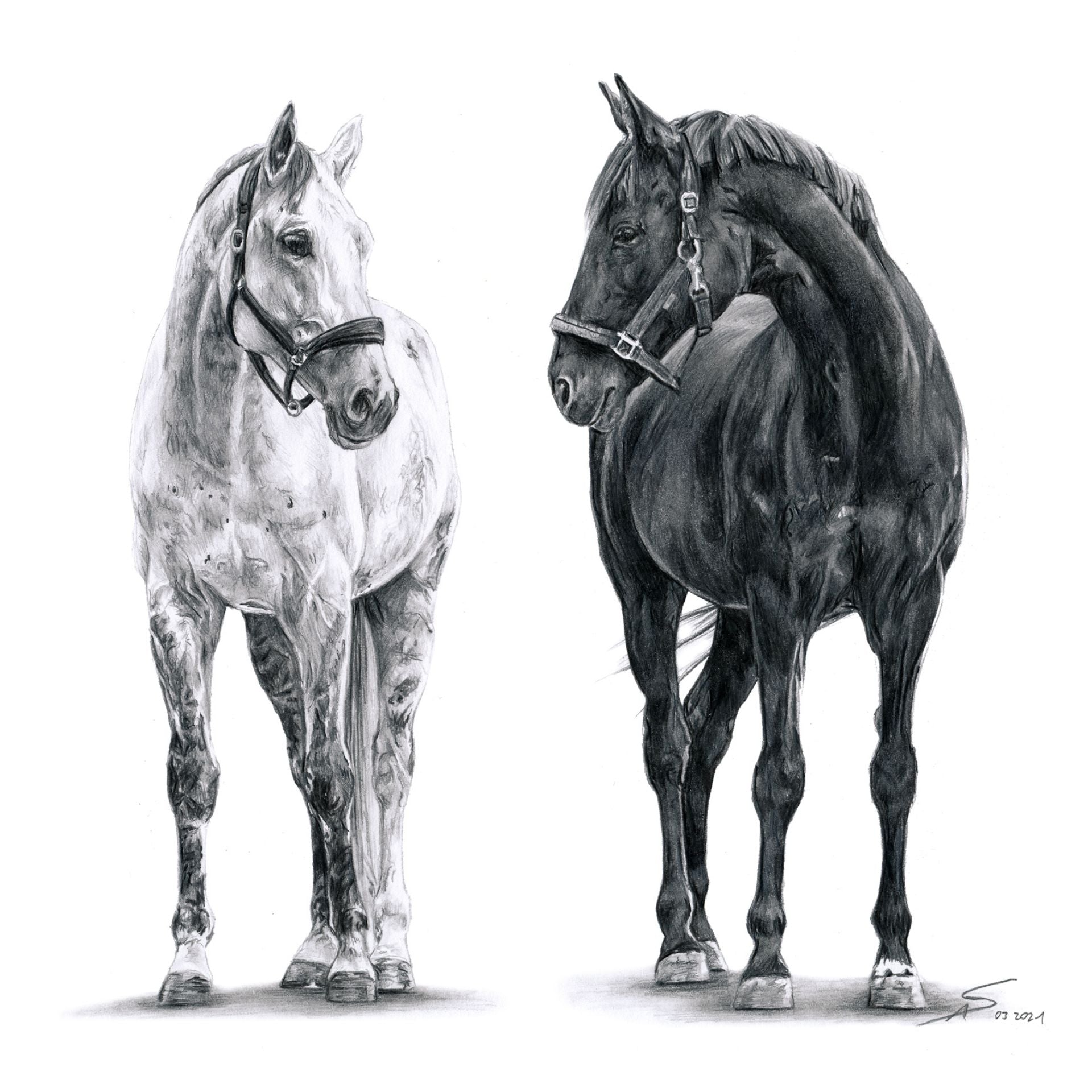Bleistiftzeichnung von zwei Pferden, schwarz-weiß
