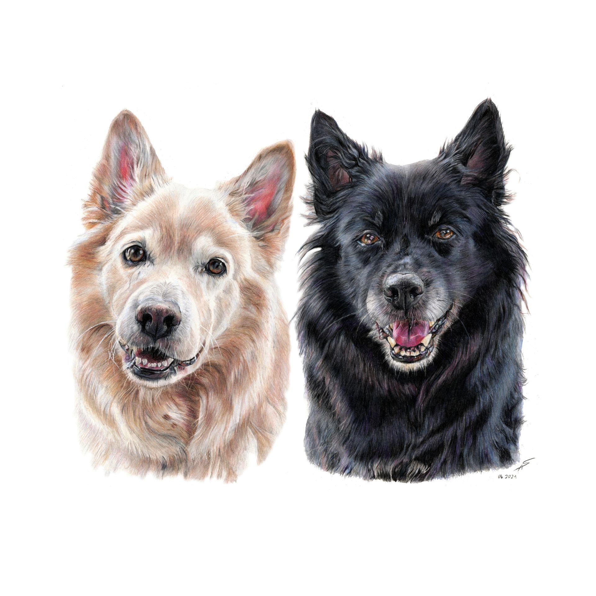 Buntstiftzeichnung von zwei Hunden, beige und schwarz