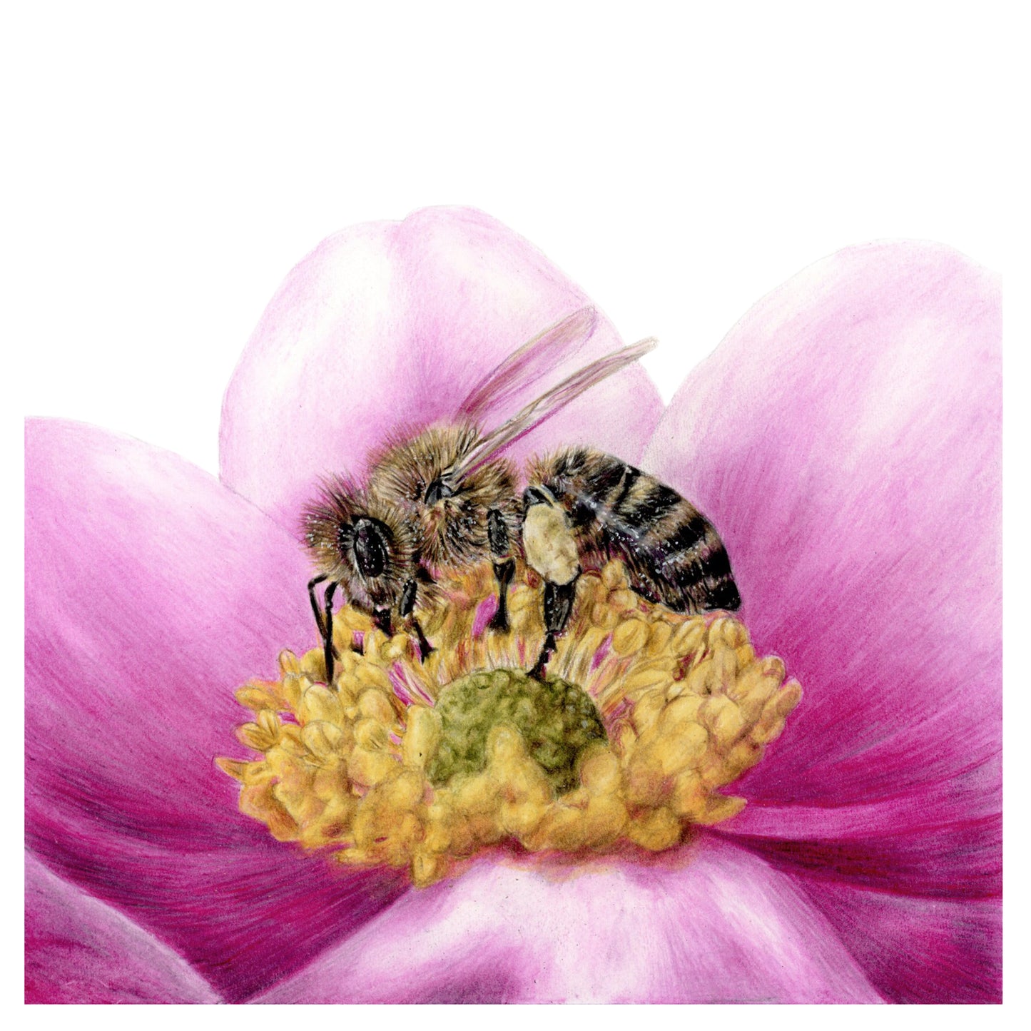 Realistische Buntstiftzeichnung einer Biene auf einer gelben Blüten mit Rosa Blättern