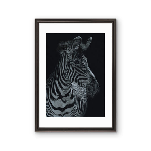 Buntstiftzeichnung eines Zebras mit schönen Lichteffekten