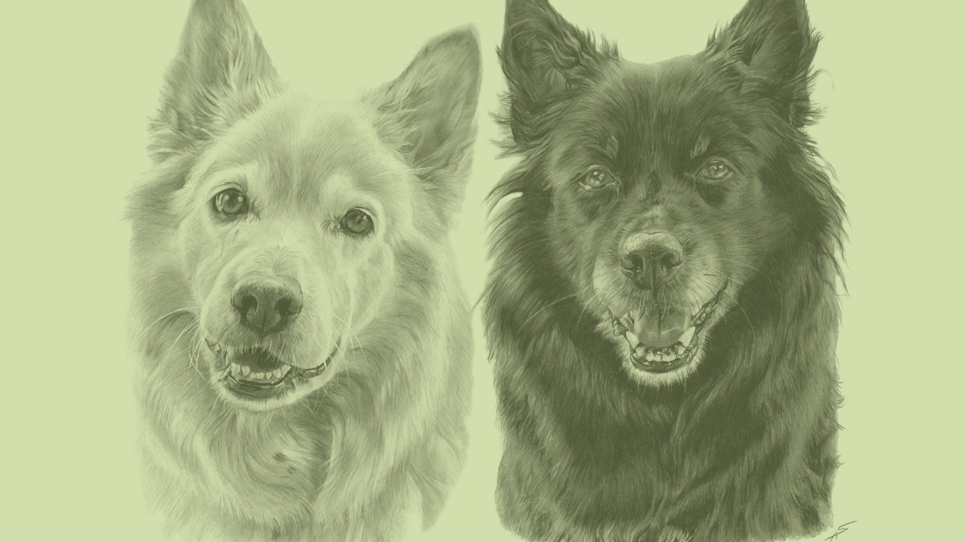 Buntstiftzeichnung im Hintergrund von zwei Hunden, der linke hell, der rechte dunkel. Grünlicher Schimmer liegt über dem Bild