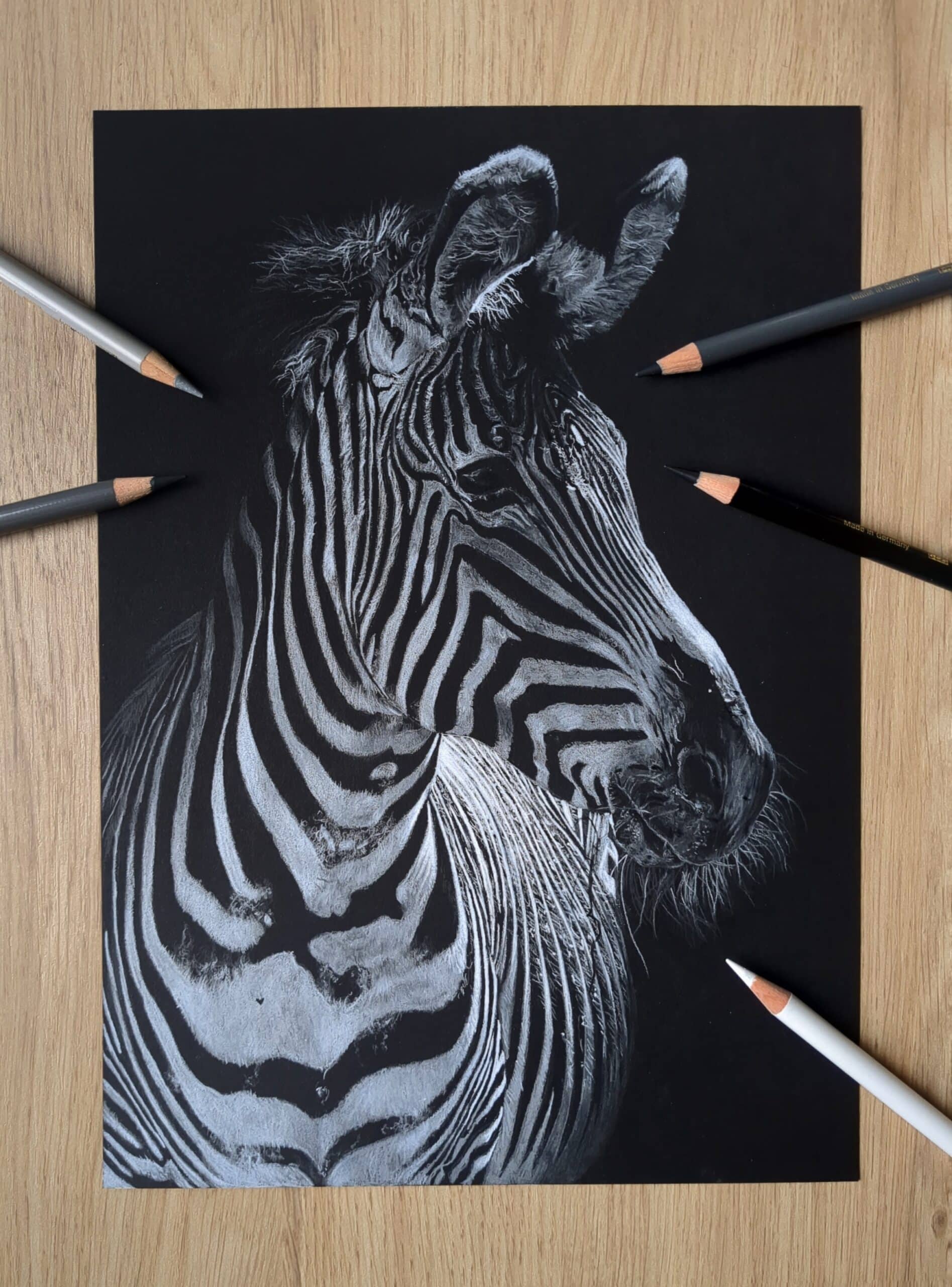 Zeichnung eines Zebras in weiß und Grautönen auf schwarzem Papier