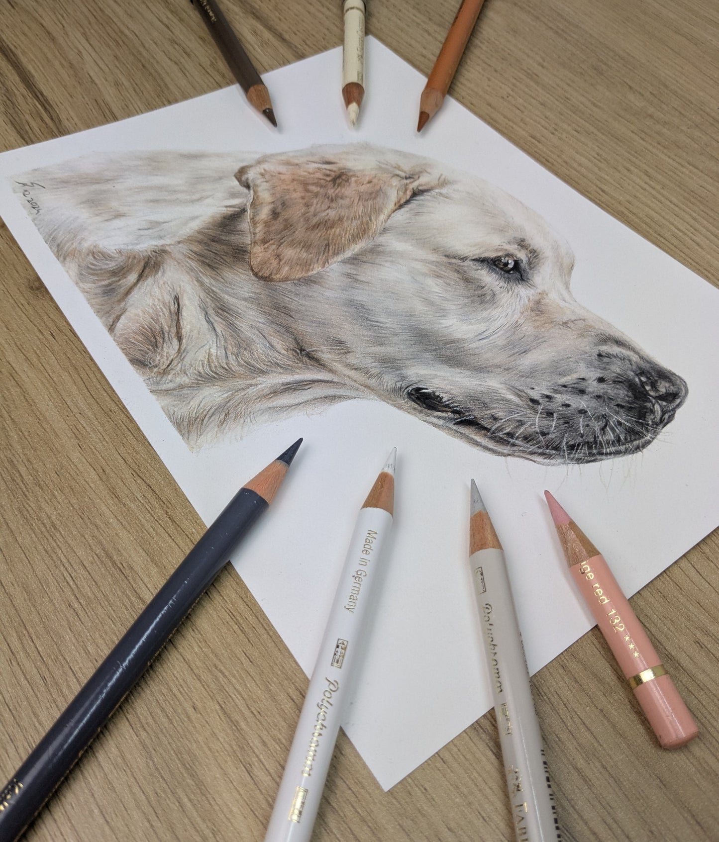 Wenn Zeichnungen lebendig werden - Tiere mit Buntstift zeichnen [Präsenzkurs]