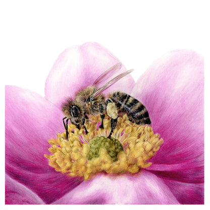Realistische Buntstiftzeichnung einer Biene auf einer gelben Blüten mit Rosa Blättern