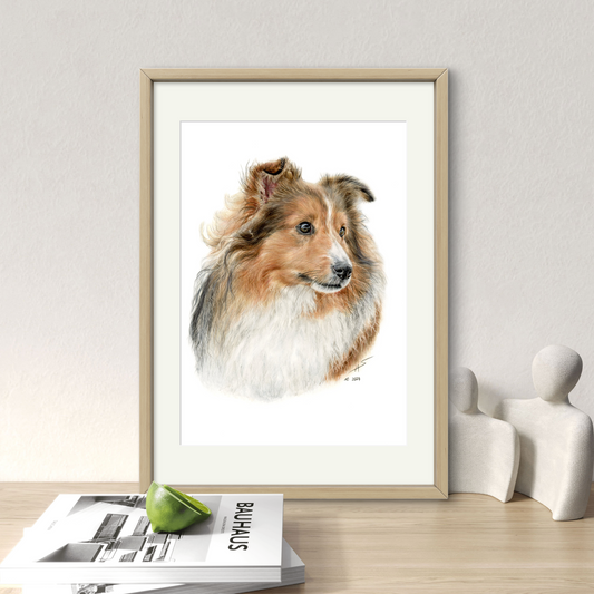 Original Buntstiftzeichnung „Sheltie"