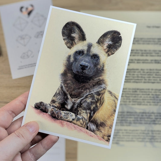 Paw & Paper - Julibrief 2026 - Afrikanischer Wildhund