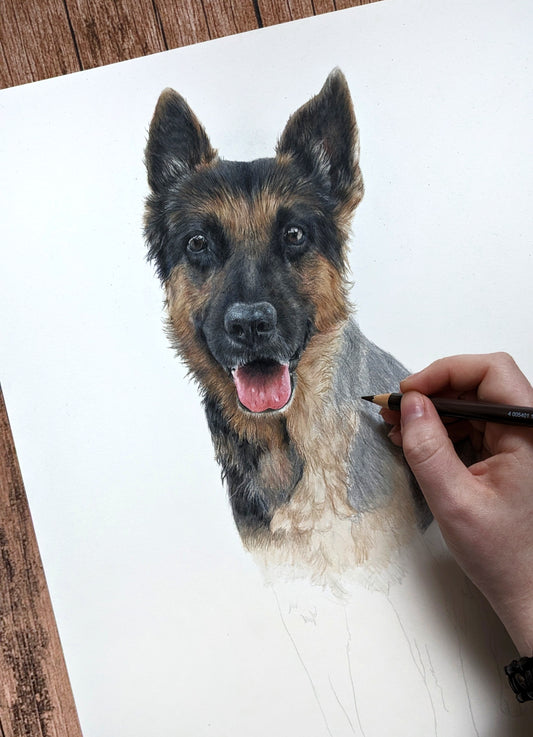 Wenn Zeichnungen lebendig werden - Tiere mit Buntstift zeichnen [Präsenzkurs]